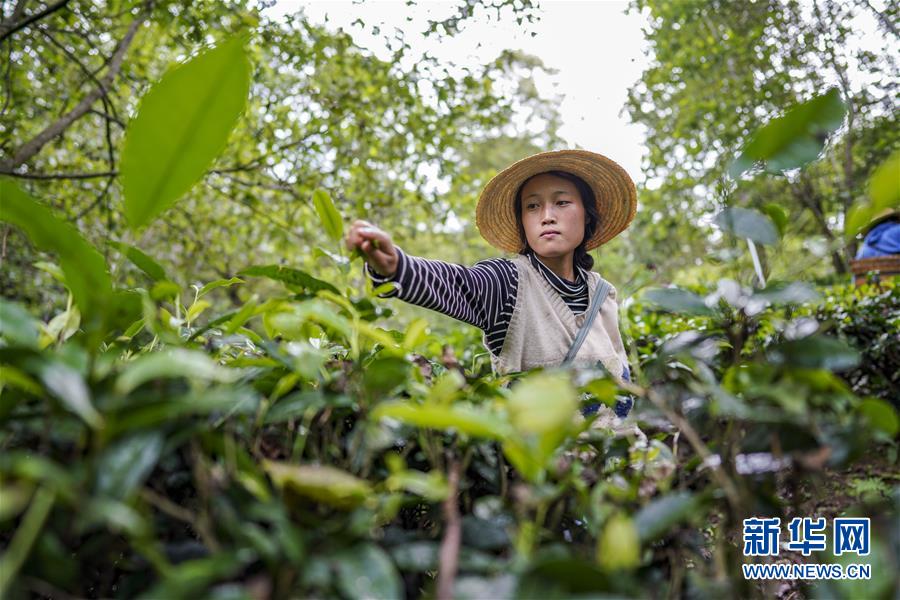 （決戰(zhàn)決勝脫貧攻堅·圖文互動）（4）怒江大峽谷興起“生態(tài)行當”