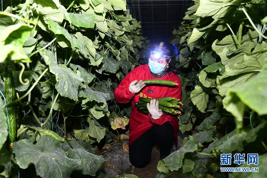 （聚焦疫情防控·圖文互動）（1）蔬菜產地供應充足 菜價在合理區(qū)間——來自蔬菜生產大省山東的一線調查報告