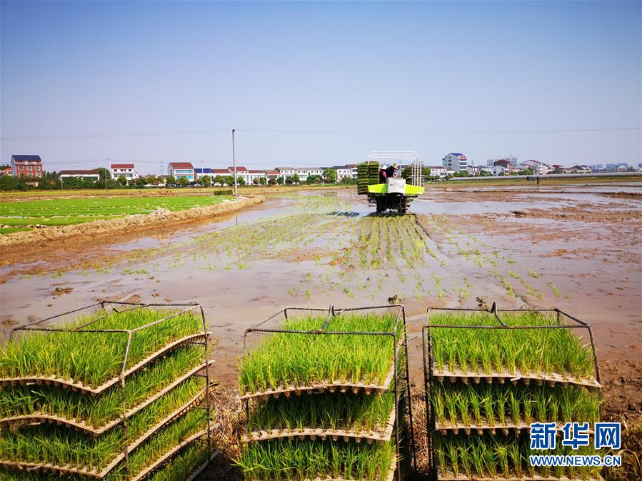 （聚焦農(nóng)業(yè)復(fù)工復(fù)產(chǎn)·圖文互動）（2）發(fā)力“單改雙” ——水稻大省湖南的雙季稻攻堅(jiān)戰(zhàn)