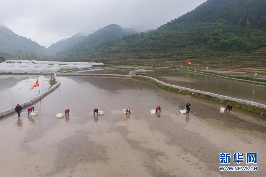 （決戰(zhàn)決勝脫貧攻堅·圖文互動）脫貧戰(zhàn)場上的親兄弟