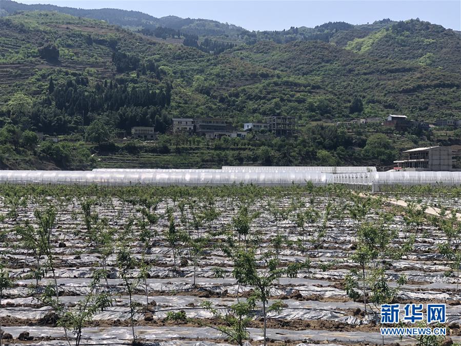 （決戰(zhàn)決勝脫貧攻堅·圖文互動）（2）野奶角又見春天