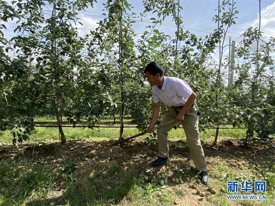 （決戰(zhàn)決勝脫貧攻堅·圖文互動）（1）高原紅了，日子好了——貴州海拔最高縣發(fā)展蘋果產(chǎn)業(yè)見聞