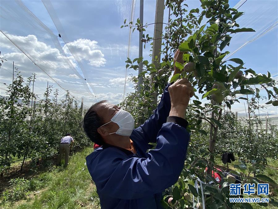 （決戰(zhàn)決勝脫貧攻堅·圖文互動）（2）高原紅了，日子好了——貴州海拔最高縣發(fā)展蘋果產(chǎn)業(yè)見聞