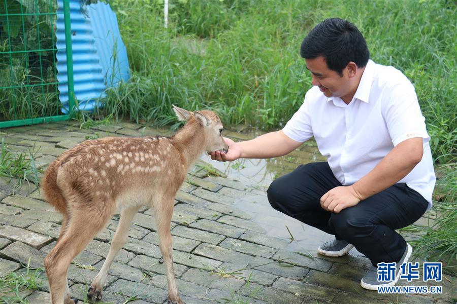 （防汛抗洪·圖文互動(dòng)）（2）洞庭湖洪水中的野生動(dòng)物“生死營救”