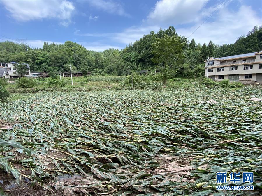 （防汛抗洪·圖文互動）（4）山洪襲來前，澧水河畔大轉(zhuǎn)移