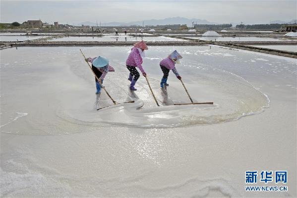 #（社會）（1）福建泉州：防御臺風 搶收原鹽