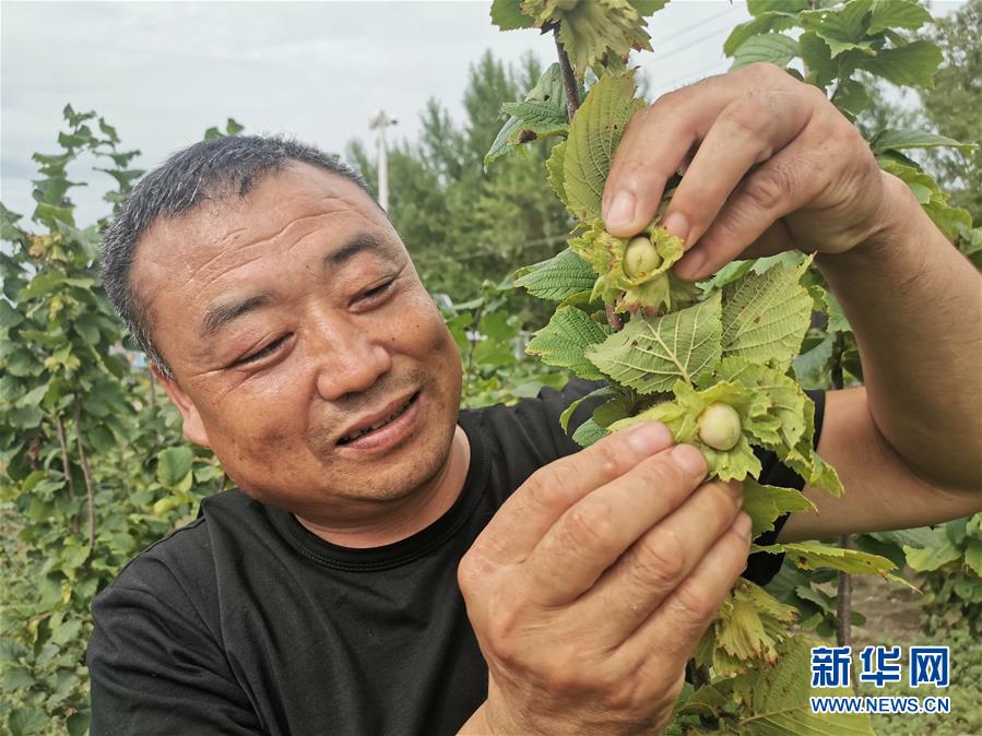 （決戰(zhàn)決勝脫貧攻堅·圖文互動）（1）榛子樹結出“扶貧果”