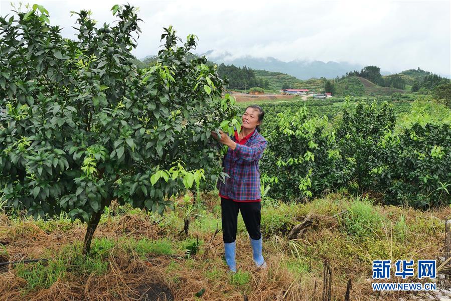 （決戰(zhàn)決勝脫貧攻堅·圖文互動）（10）同飲一江水 攜手“斬窮根”——深圳對口廣西河池、百色扶貧協(xié)作見聞