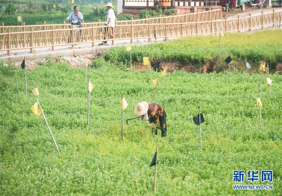 （新華全媒頭條·走向我們的小康生活·圖文互動）（9）特殊之年，荊楚大地書寫不平凡的答卷