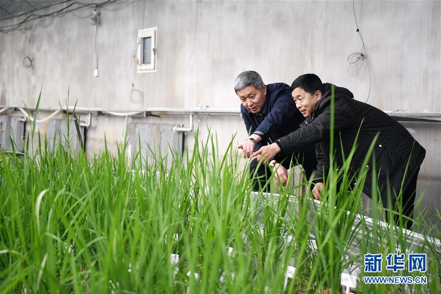 （在習近平新時代中國特色社會主義思想指引下——新時代新作為新篇章·習近平總書記關切事·圖文互動）（4）讓農民挑上“金扁擔”——農業(yè)現代化的生動實踐掃描