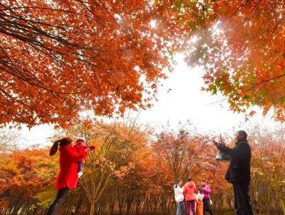 湖南桂陽楓林紅了 染紅空間美不勝收