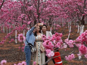 櫻花漫山，一份14年的等待