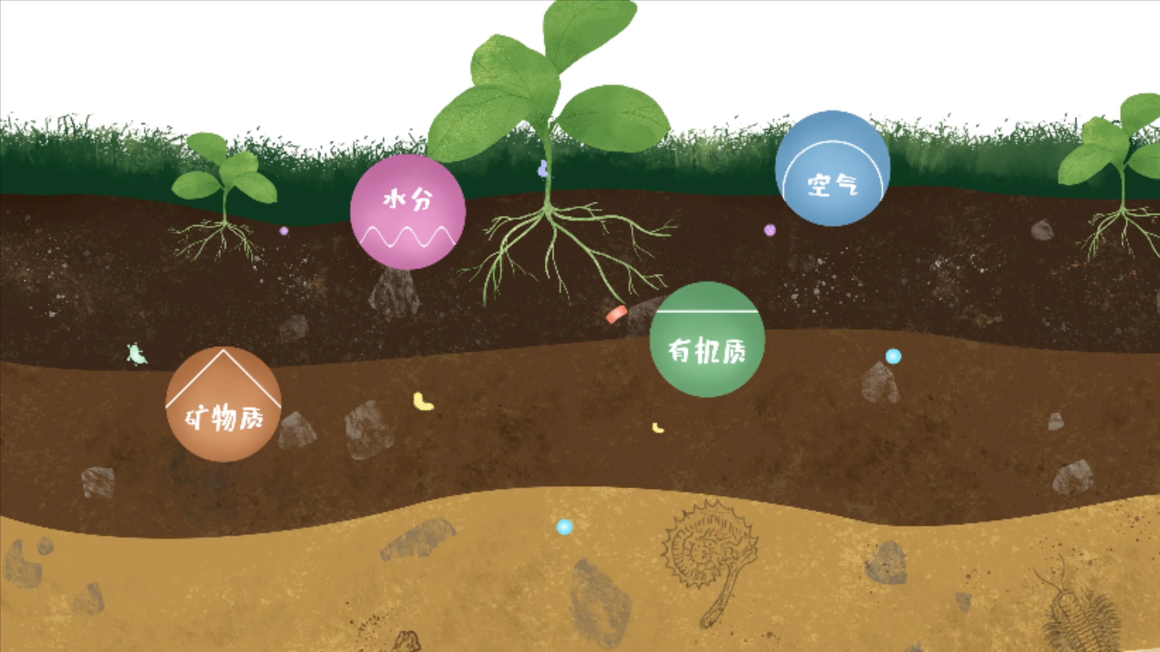 土壤由礦物質、有機質、水分、空氣及包括微生物在內的生物體等組成