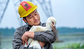 “鳥爸”鄭青松：從拆巢人變護鳥人