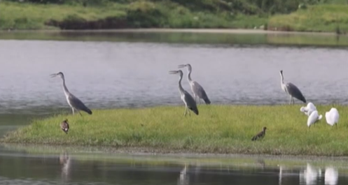 江西鄱陽湖夏候鳥開始南遷