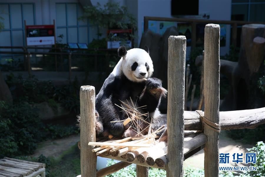 （國(guó)際）（3）旅馬大熊貓“靚靚”誕下第二只寶寶