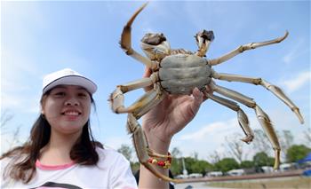 蘇州：陽澄湖大閘蟹試捕